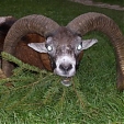 mouflon