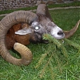 mouflon