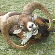 mouflon