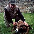 mouflon