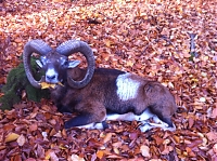 mouflon