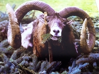 mouflon