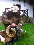 mouflon