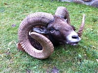 mouflon