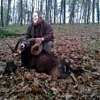 mouflon