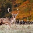 fallow deer