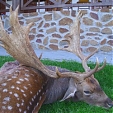 fallow deer