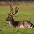 fallow deer