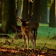 fallow deer