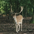 fallow deer