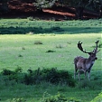 fallow deer