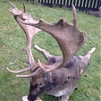 fallow deer