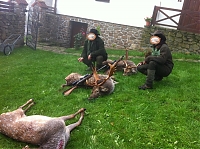 fallow deer