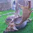 fallow deer